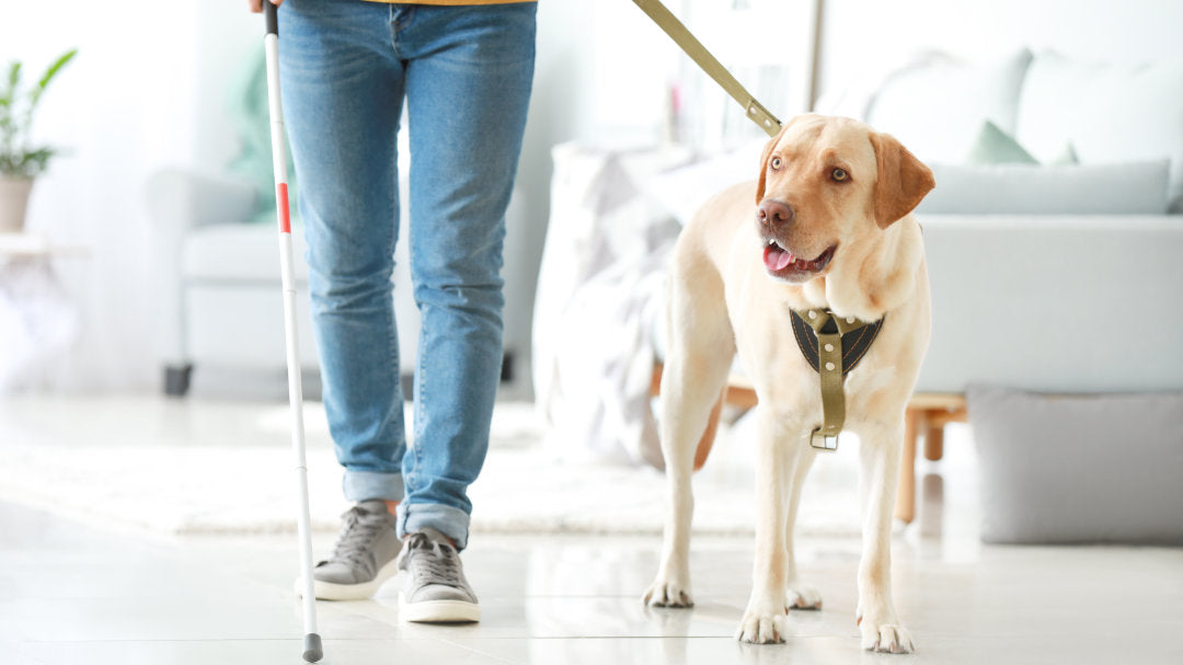 Blindenf hrhund Bei AMD Das M ssen Sie Wissen blindenf-hrhund-bei-amd-das-m-ssen-sie-wissen
